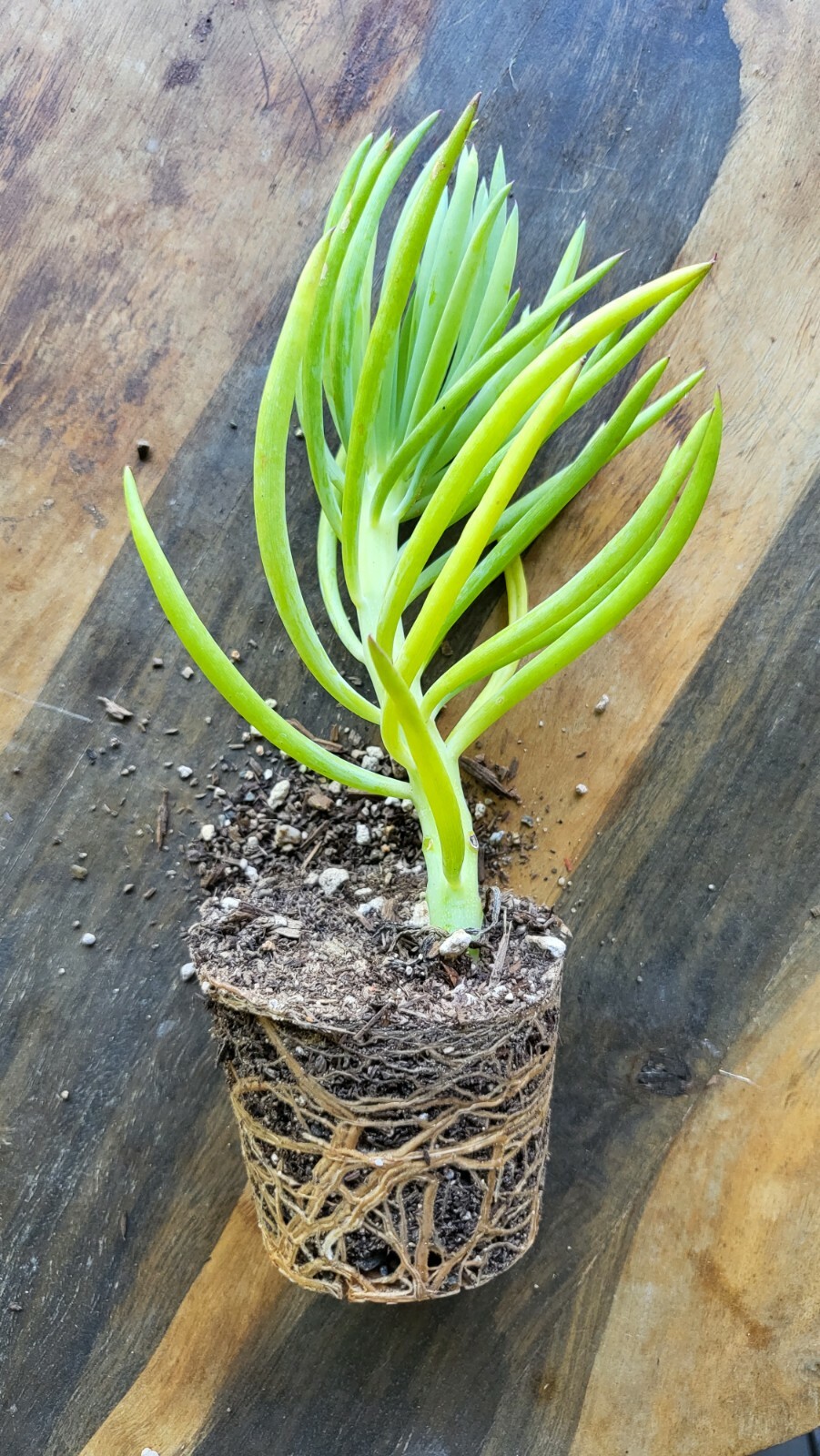 ROOTED 8″ Senecio Vitalis Blue Serpents Mermaid’s Tail Chalk Finger Succulent