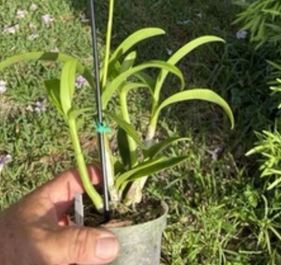 Dendrobium Airy Brown Spin Antelope Den. 4” Orchid Plant
