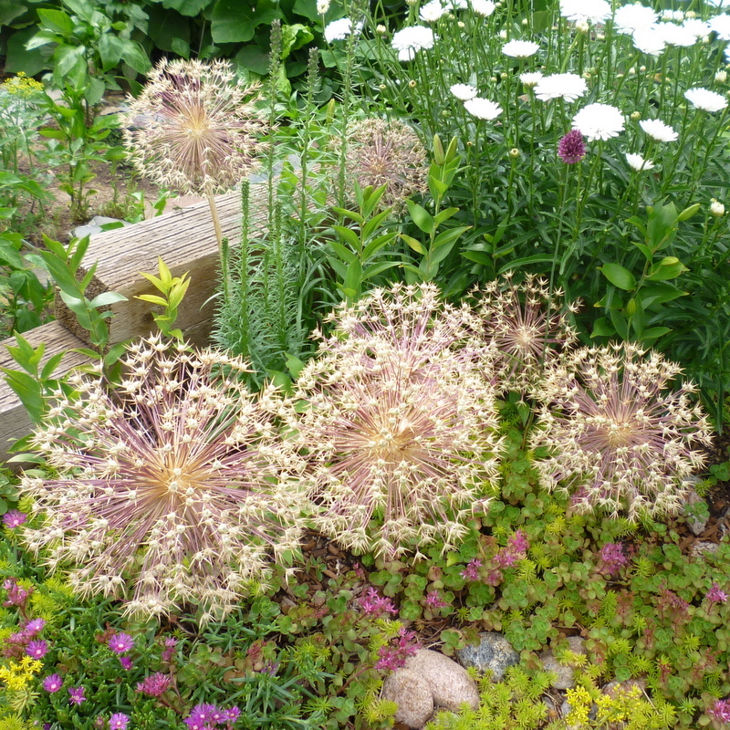 20+ RARE HUGE PURPLE ALLIUM CHRISTOPHII 12″ BASKETBALL FIREWORKS FLOWER SEEDS