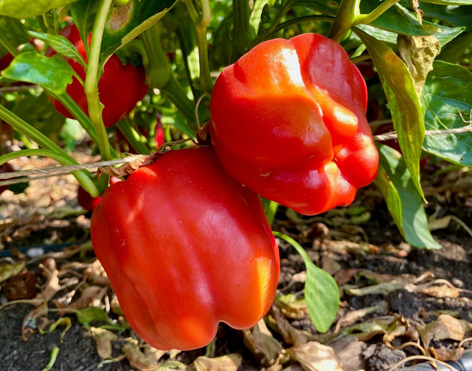 30+ GIANT RED BELL PEPPER SEEDS – SWEET ——- HEIRLOOM – ORGANIC – NON GMO