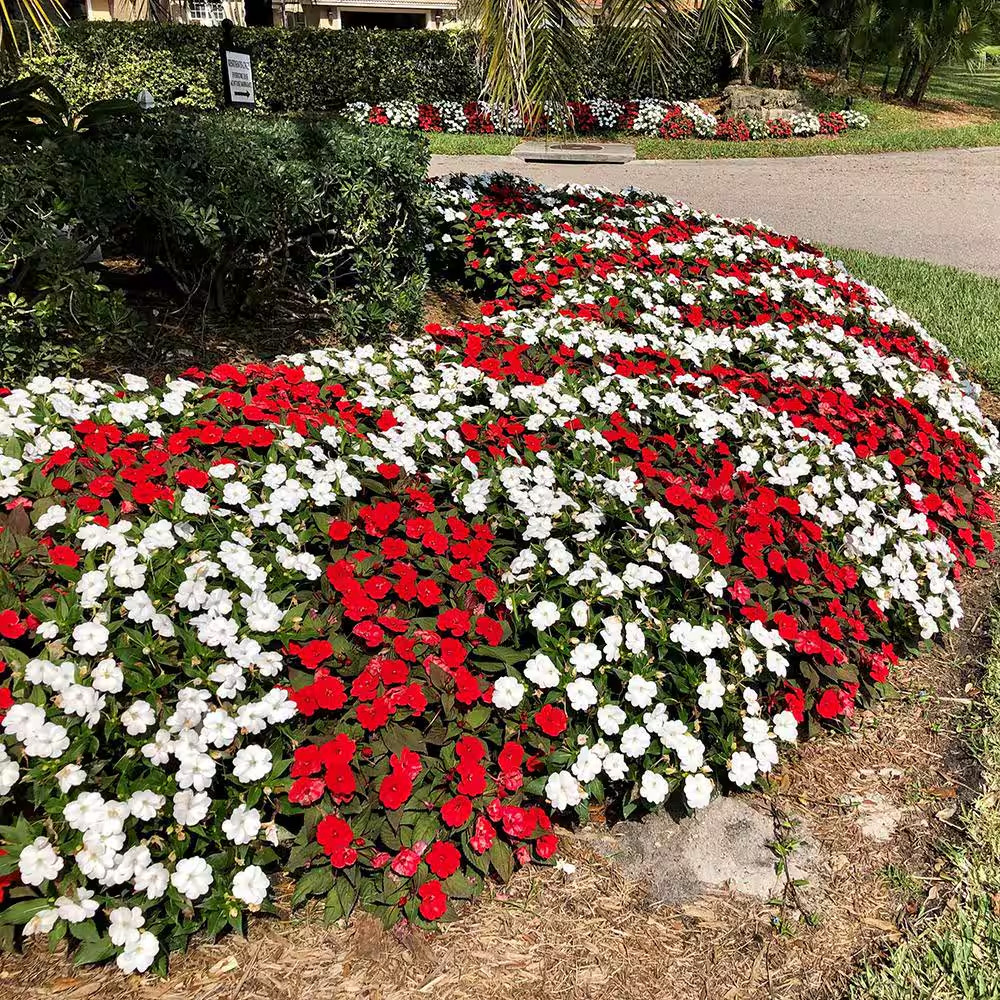 2.5 In. Compact White Sunpatiens Impatiens Outdoor Annual Plant with White Flowe