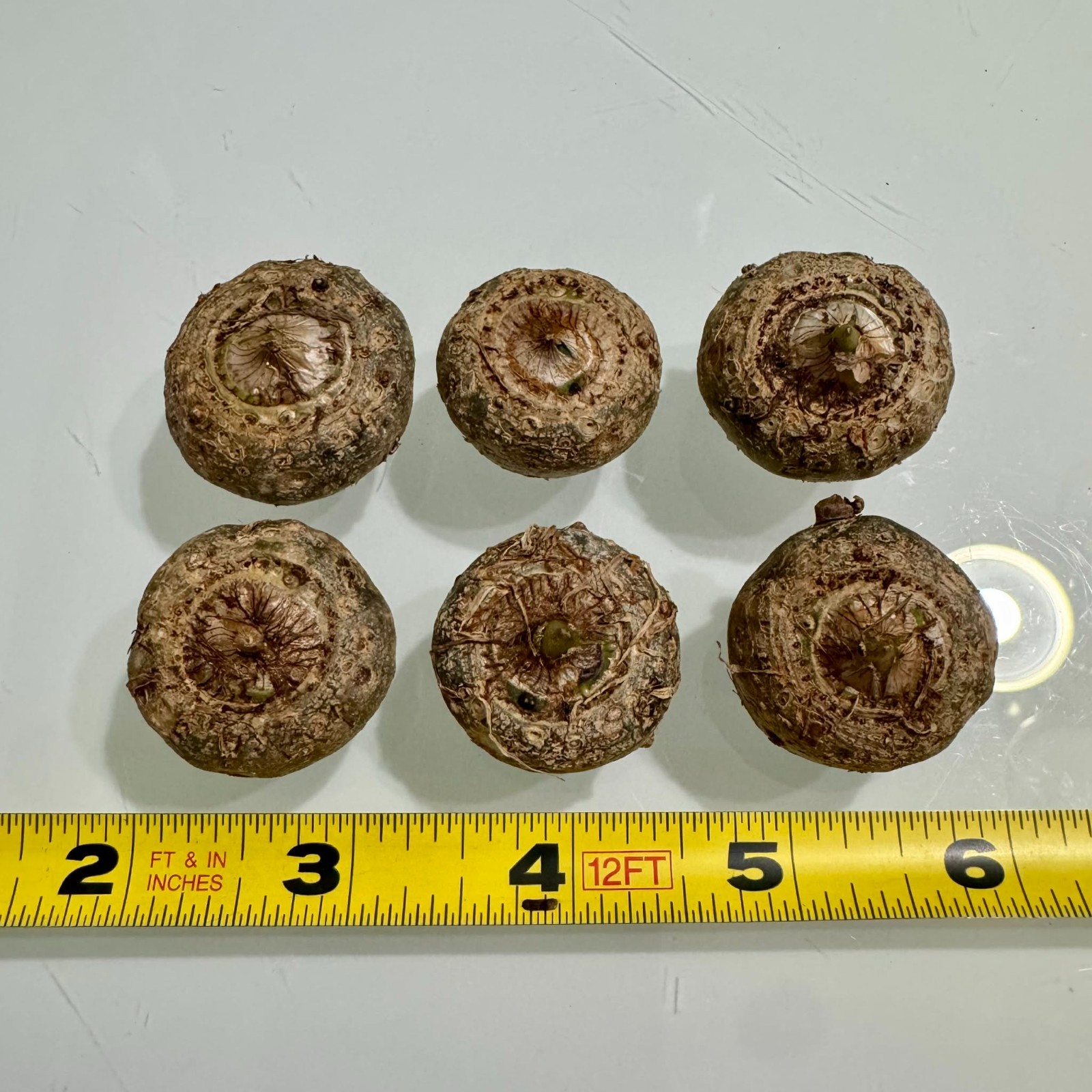 Sauromatum Venosum ‘Indian Giant’ Voodoo Lily Corpse Flower Amorphophallus Bulbs