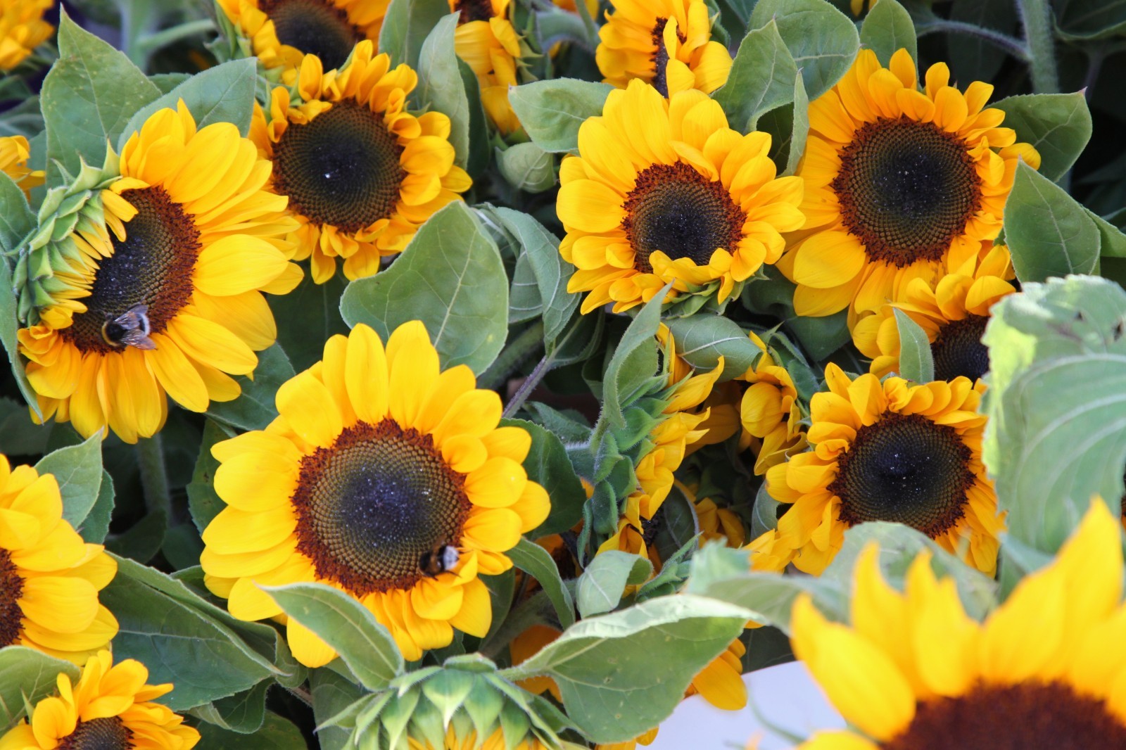 Sunflower Seeds – Dwarf Yellow Sunspot, Heirloom, Free Shipping