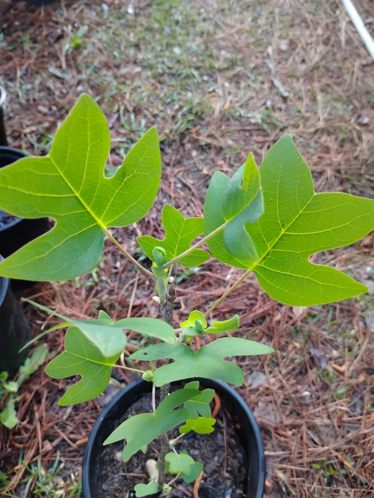 Yellow Poplar, Tulip Tree, 1 Gallon Pot.