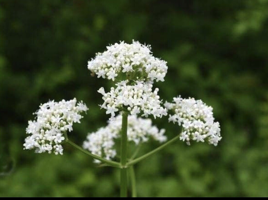 150 Valerian Seeds-Medicinal Plant-NON GMO-Valeriana officinalis