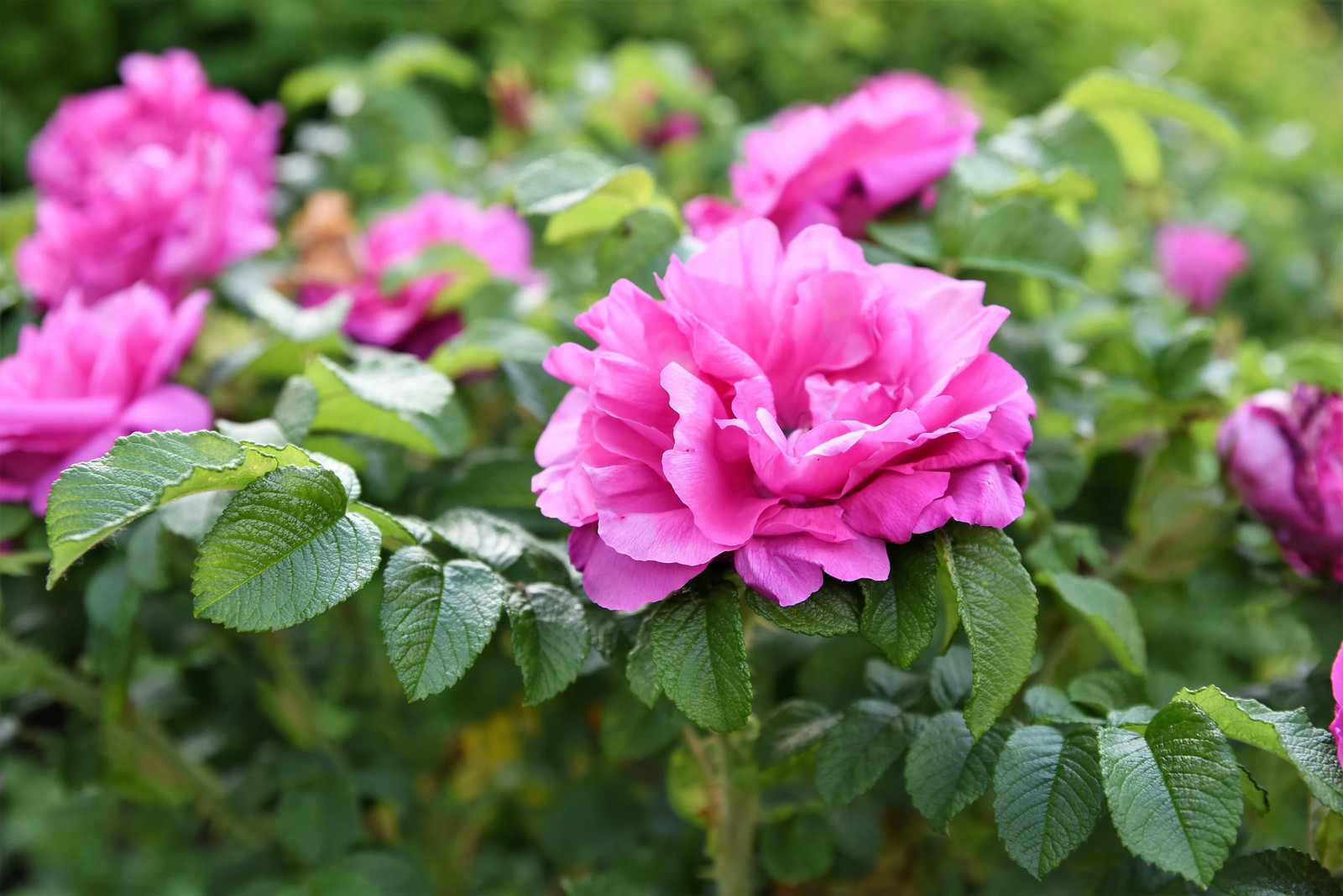 50 Pink BEACH ROSE Seaside Sand Rose, Beach Tomato Rosa Rugosa Hips Flower Seeds