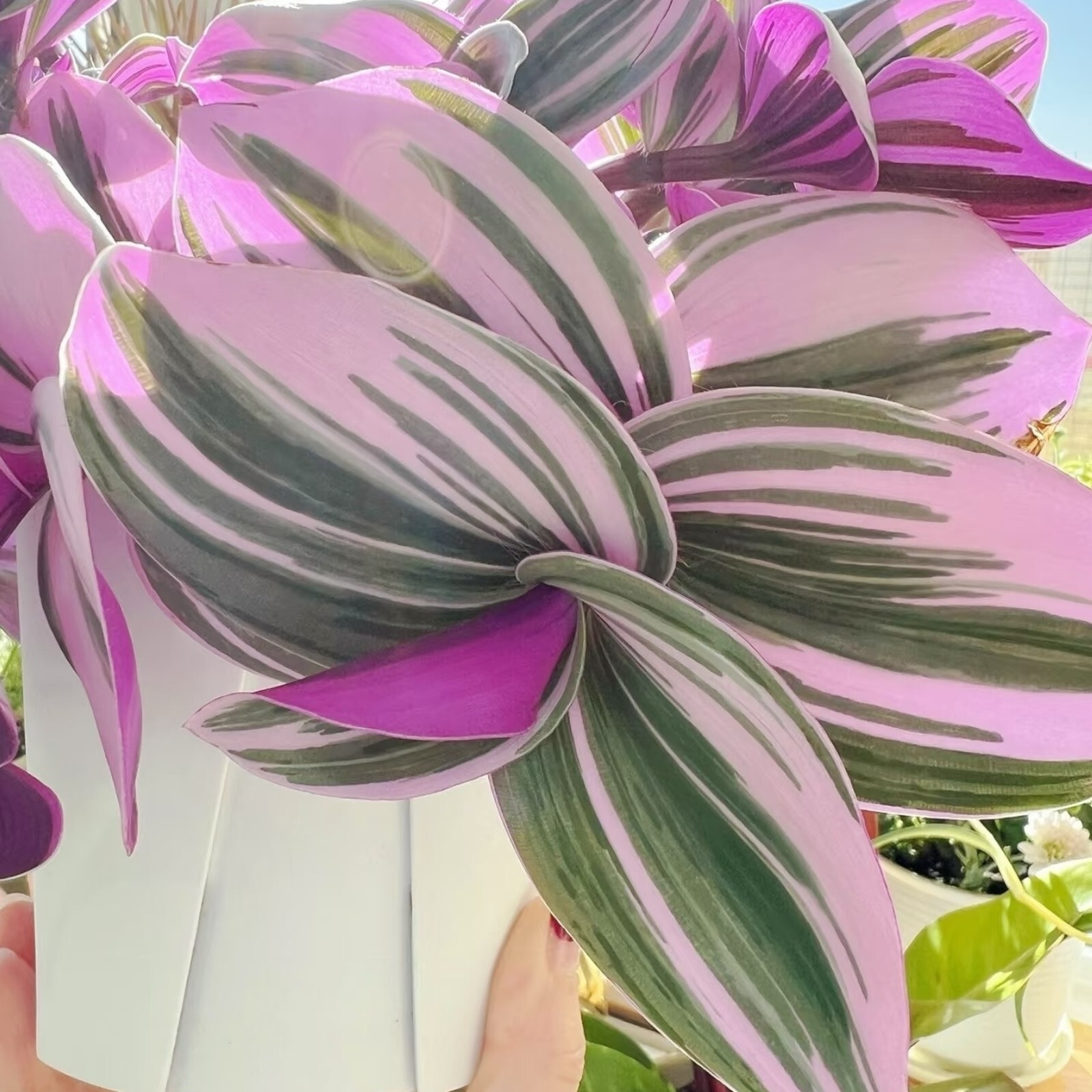 3 Unrooted Tradescantia Nanouk Cuttings 3”-4” Rare Pink Wandering Jew Houseplant