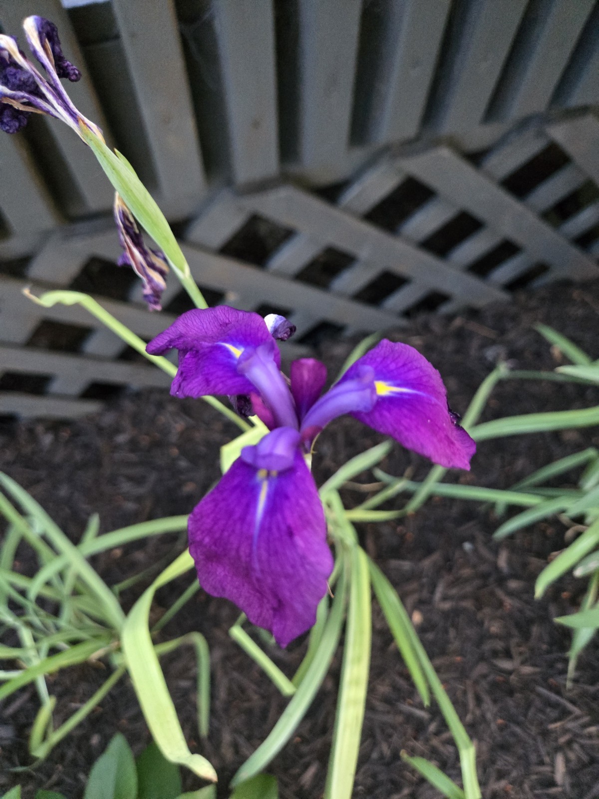 B2GO FREE Japanese Ensata Variegated Purple Iris Tuber For Ponds Or Dry Land