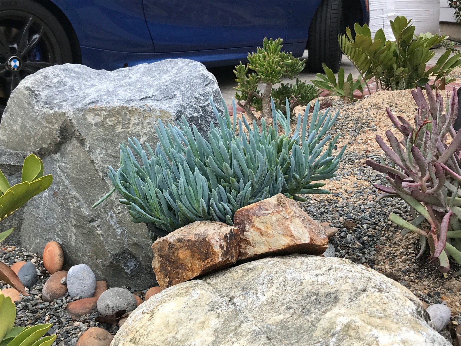 Senecio Mandraliscae Blue Chalk Sticks Live Succulent Plant Cuttings 5″ Length