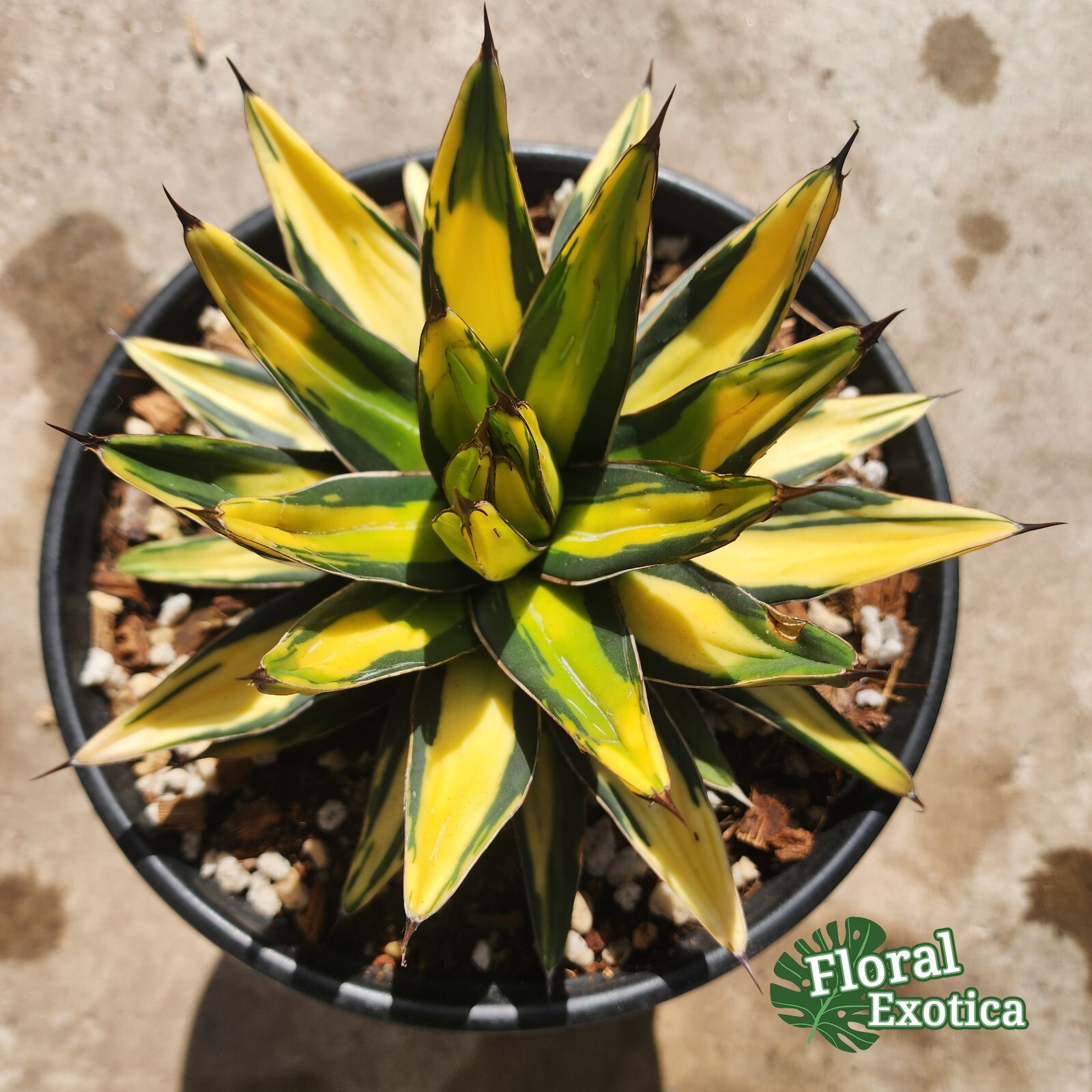 Agave Sun King 香蕉笹の雪/太陽神 – Exact Specimen – US Stock