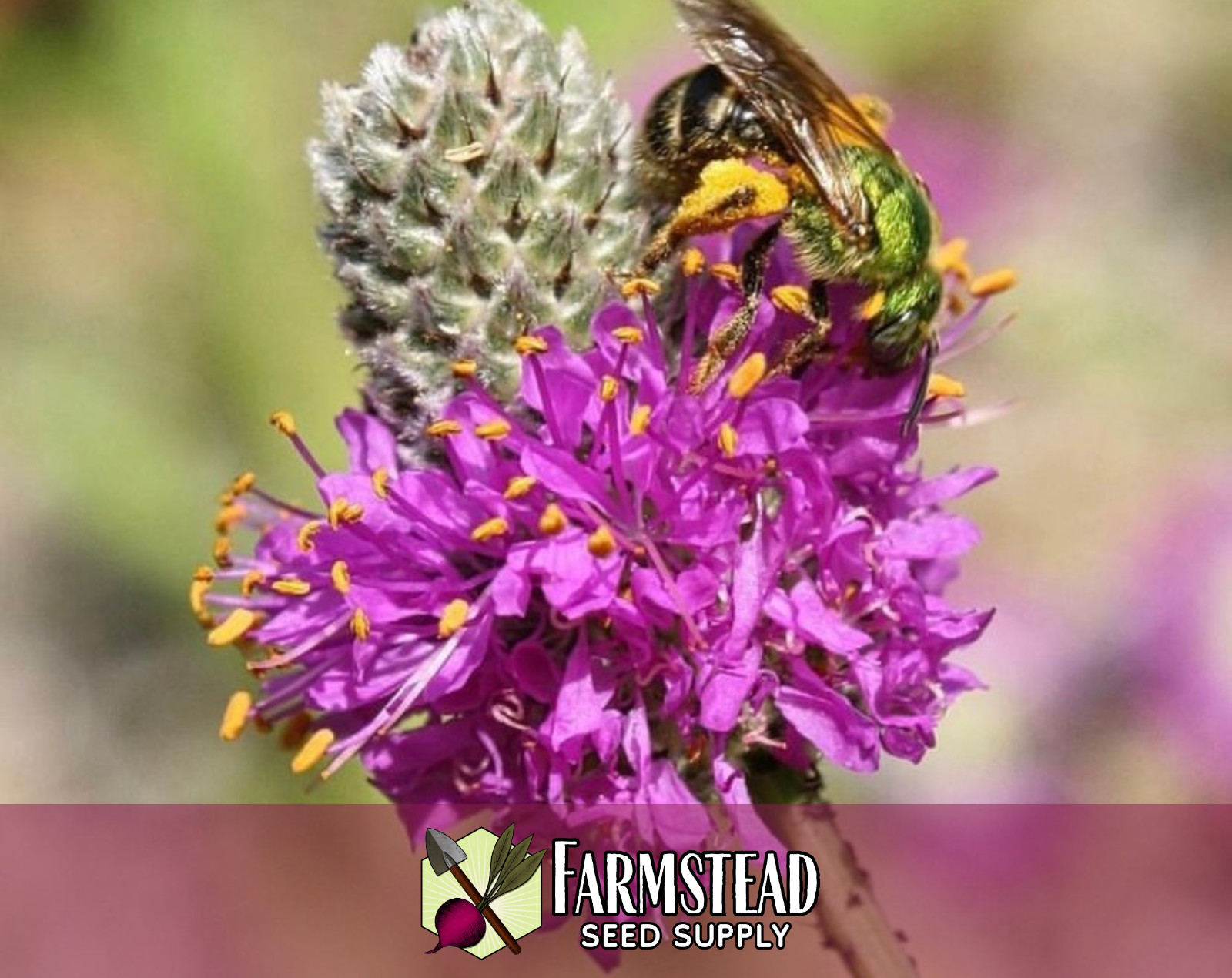 2,750+ Purple Prairie Clover Seeds | Native Wildflower Gardening, Dalea purpurea