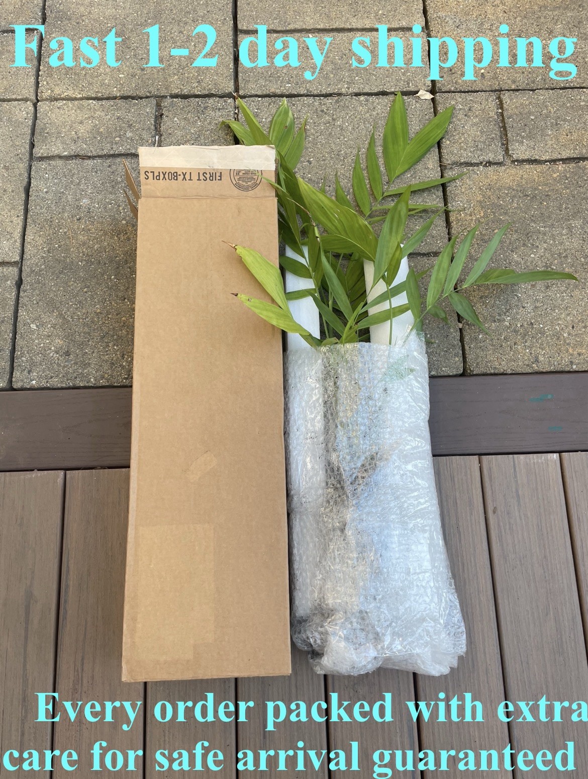 Butia X Jubaea Hybrid – LIVE – 10F Cold Hardy Snow/Ice Resilient – Rare Tropical