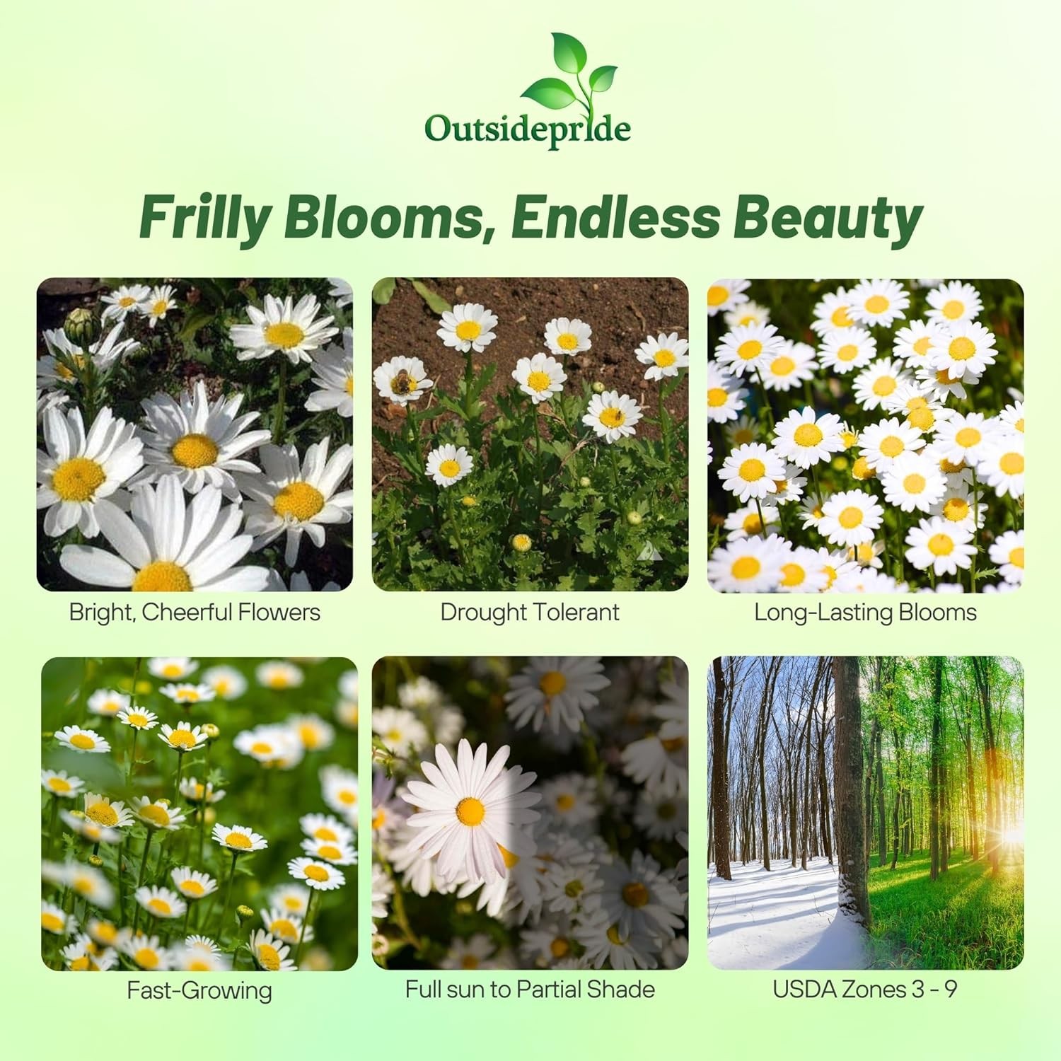 10000 Seeds Creeping Daisy Seeds – Chrysanthemum Paludosum Flower Seeds