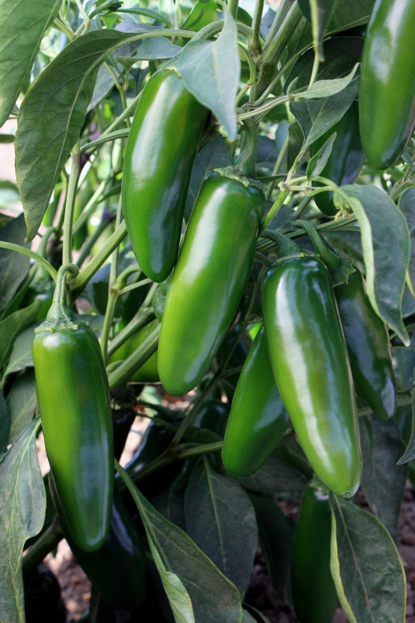 Three (3) Live Sriracha Jalapeño Pepper Plants 8-11” In Bloom Garden