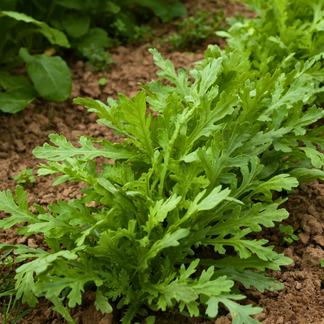 Fresh Chrysanthemum Greens Seeds | Tong Hao | Heirloom Non-GMO | Asian Vegetable