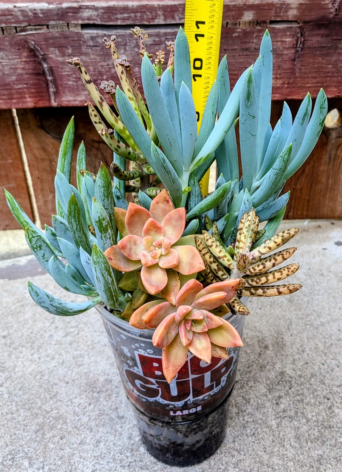 Sedum “Adolphi” + Senecio “Blue Chalk Sticks” + Mother Of Millions @Door Pick Up