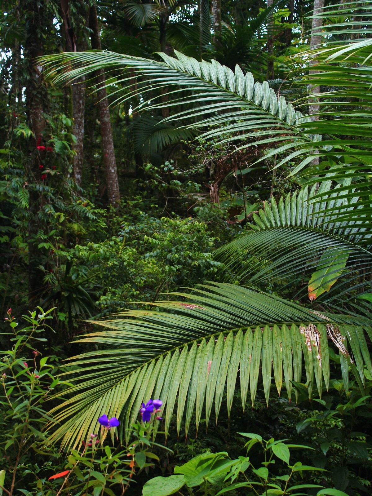1 FT Tall : EX RARE : LIVE Prestoea Acuminata Sierra Palm Shade Rainforest Exoti