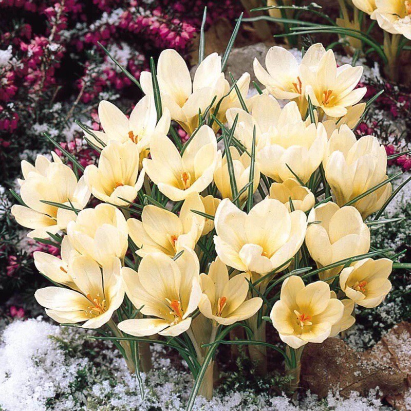 20 SEEDS CROCUS for germination perennial saffron flower exotic garden bed plant