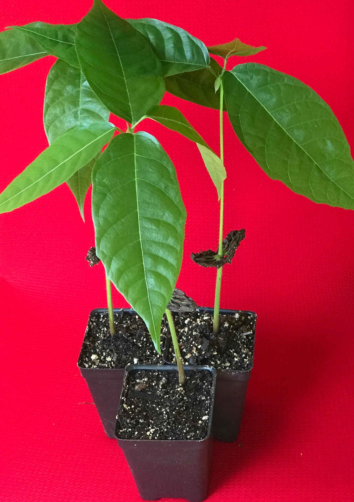 Red Theobroma Cacao Cocoa Chocolate Tropical Fruit Tree Potted Plant 10-13″