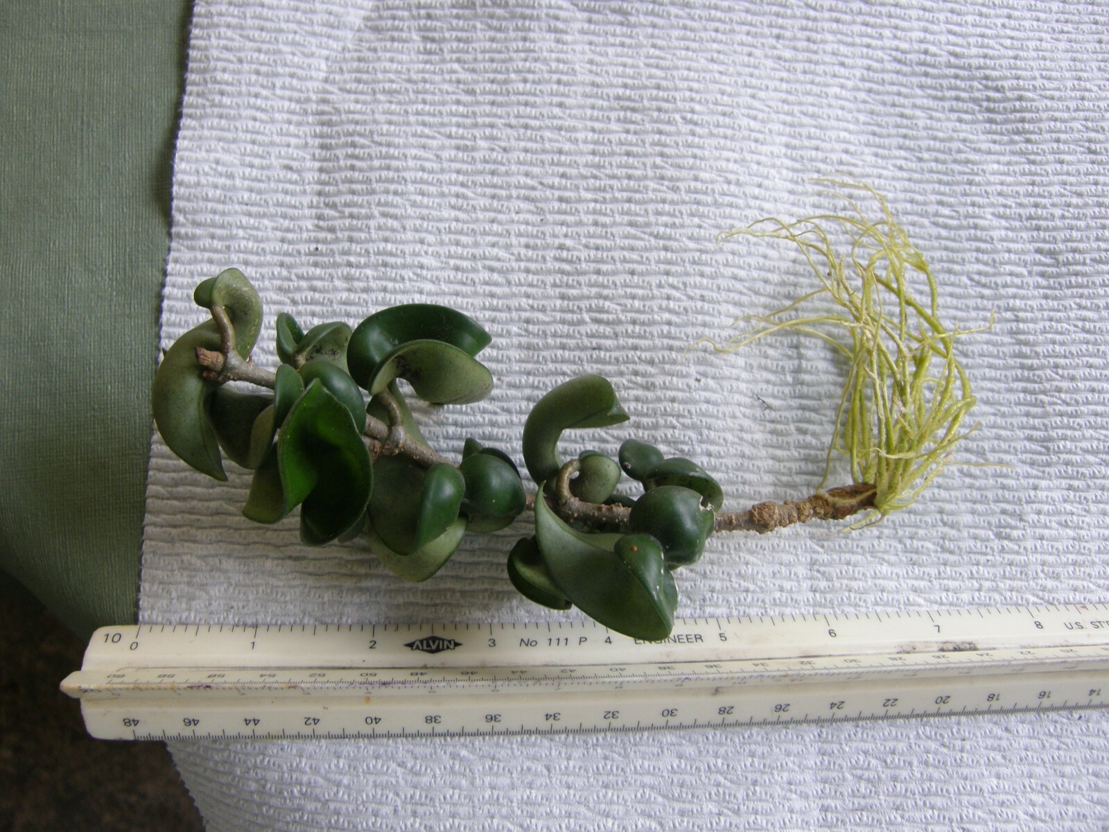 #7869 HOYA CARNOSA COMPACTA KRINKLE KURL HINDU ROPE BARE ROOT PLANT FIVE+ INCHES