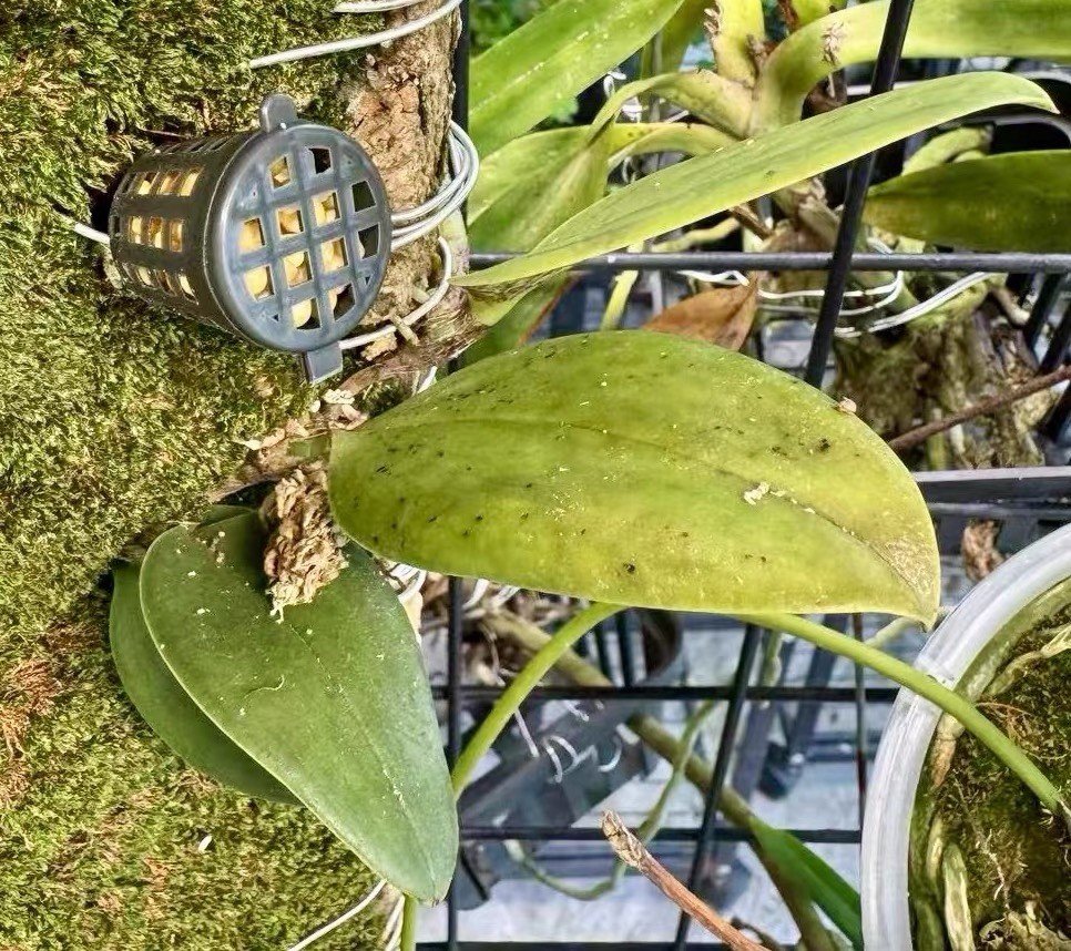 Rare Bulbophyllum beccarii One of the Largest Bulbophyllum Species Orchid