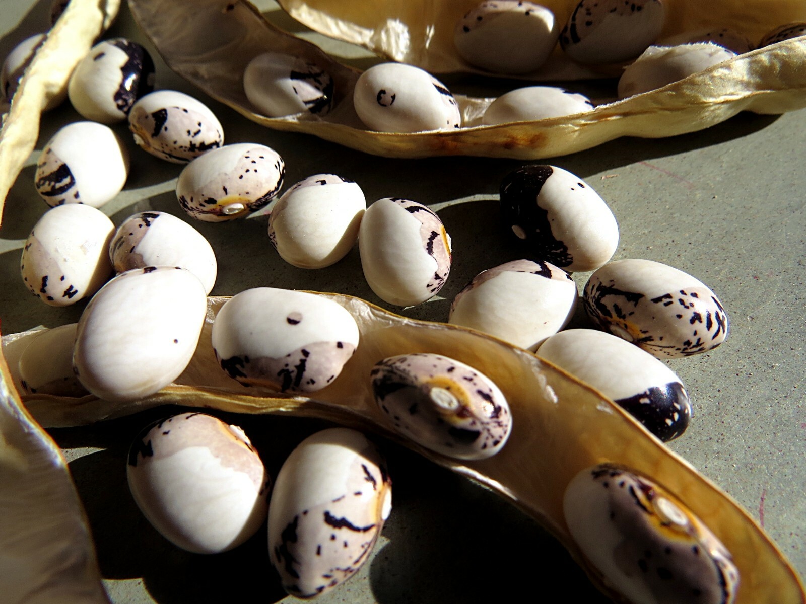 Dove Dry Bean – big, boldly-marked bean