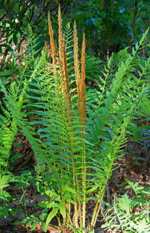 Set 5 Cinnamon Fern Rhizomes – Osmundastrum – Hardy Native Fern – Zones 3–9