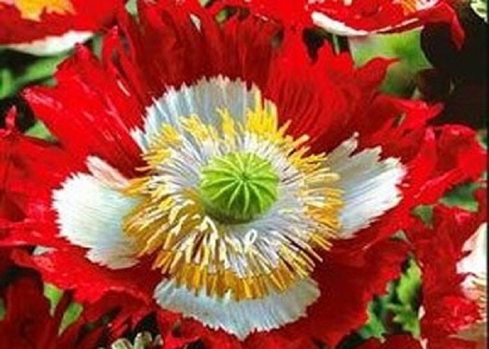 10,000 Danish Flag Poppy Seeds STRATIFIED Somniferum Large Red and White Blooms