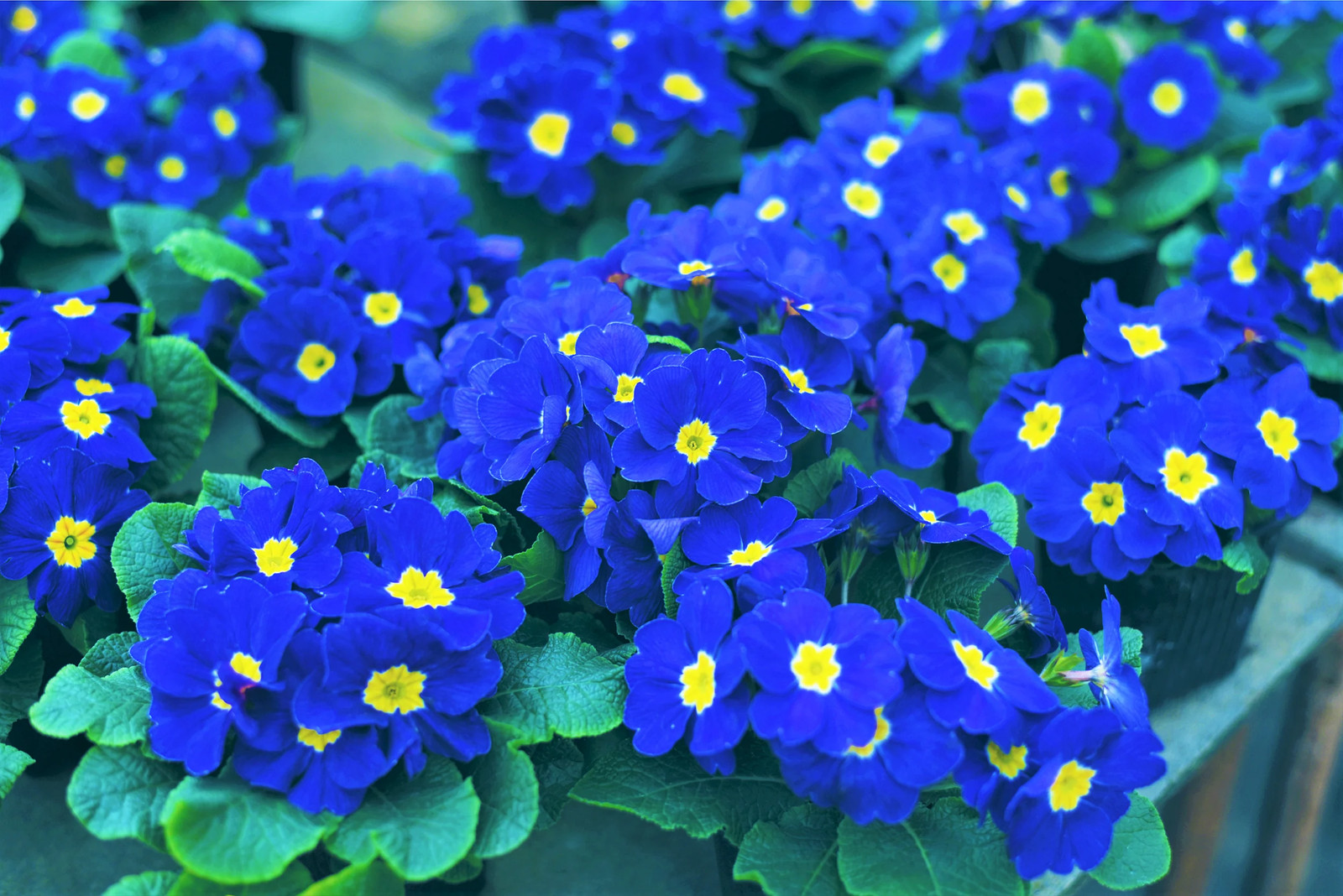 50 MIXED ENGLISH PRIMROSE Primula Vulgaris Acaulis Shade Houseplant Flower Seeds