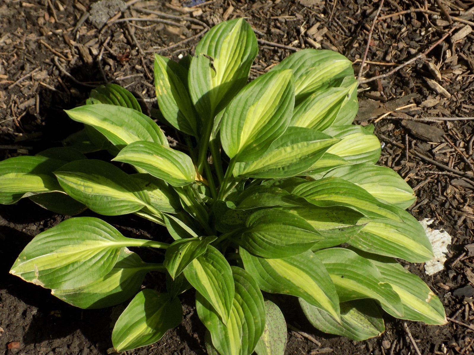 Lot of 4 Hosta STRIPTEASE!