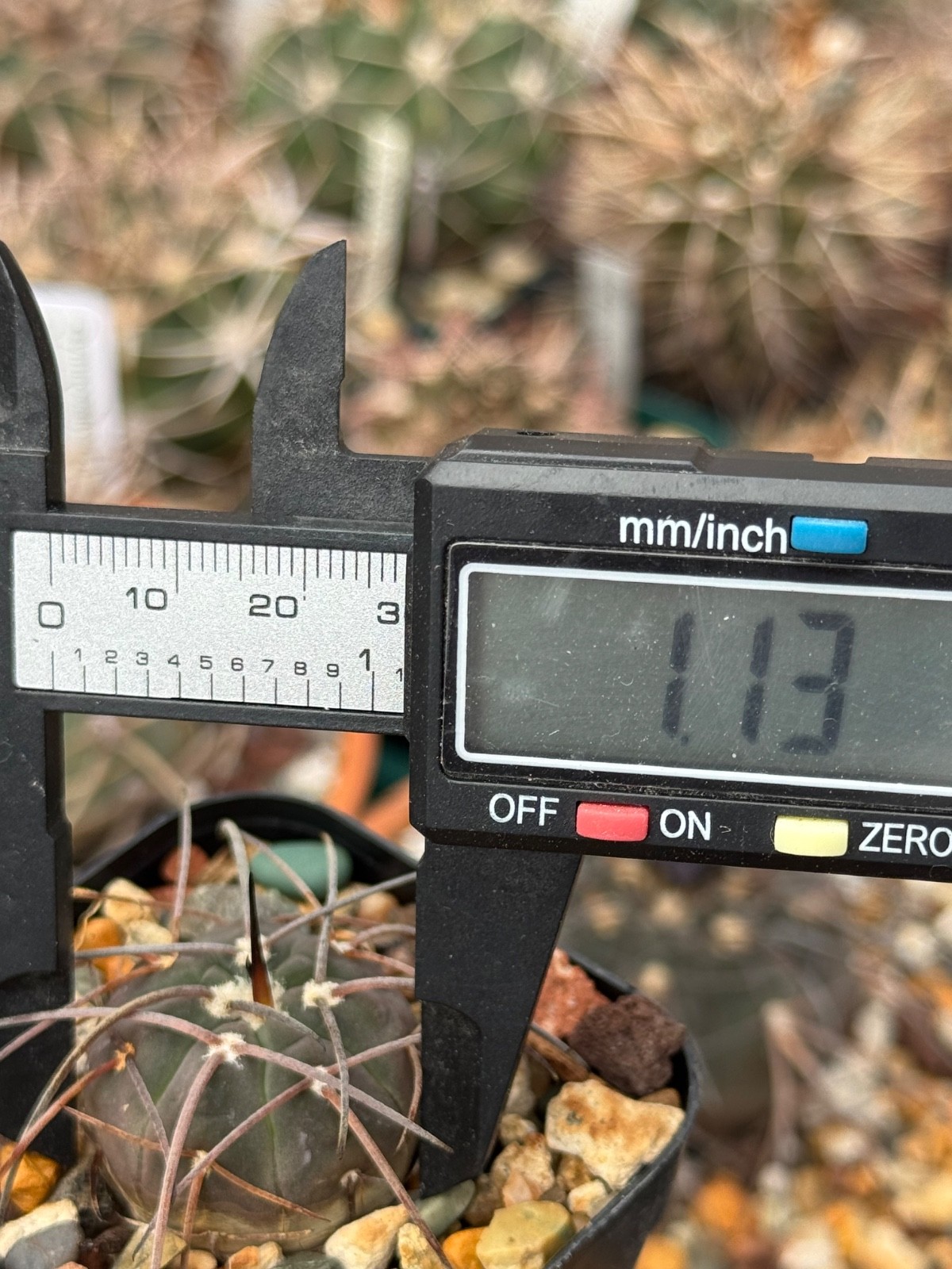 Gymnocalycium spegazzinii v. major Dark Form Cactus Plant Long Curved Spine