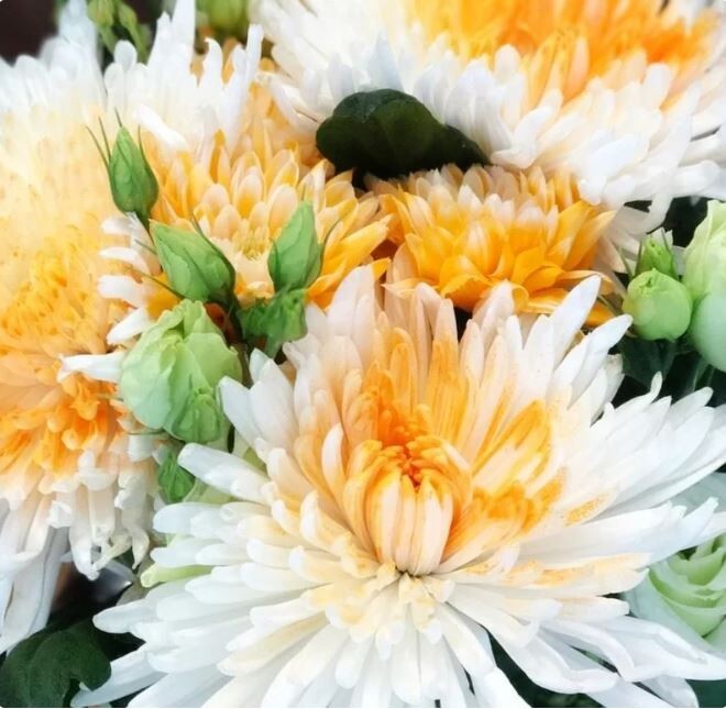 Orange White Mum Chrysanthemum Seeds 200+ Seeds Mum Flower, Flower Seeds, Annual