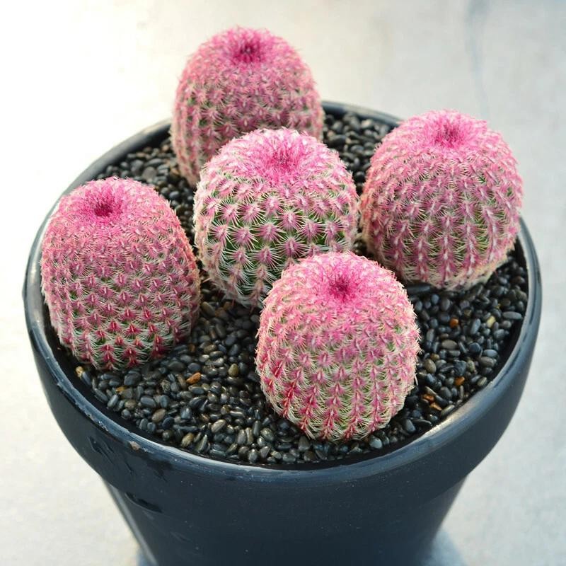 Echinocereus rigidissmus rubispinus Rainbow Hedgehog Cactus Succulent Plants
