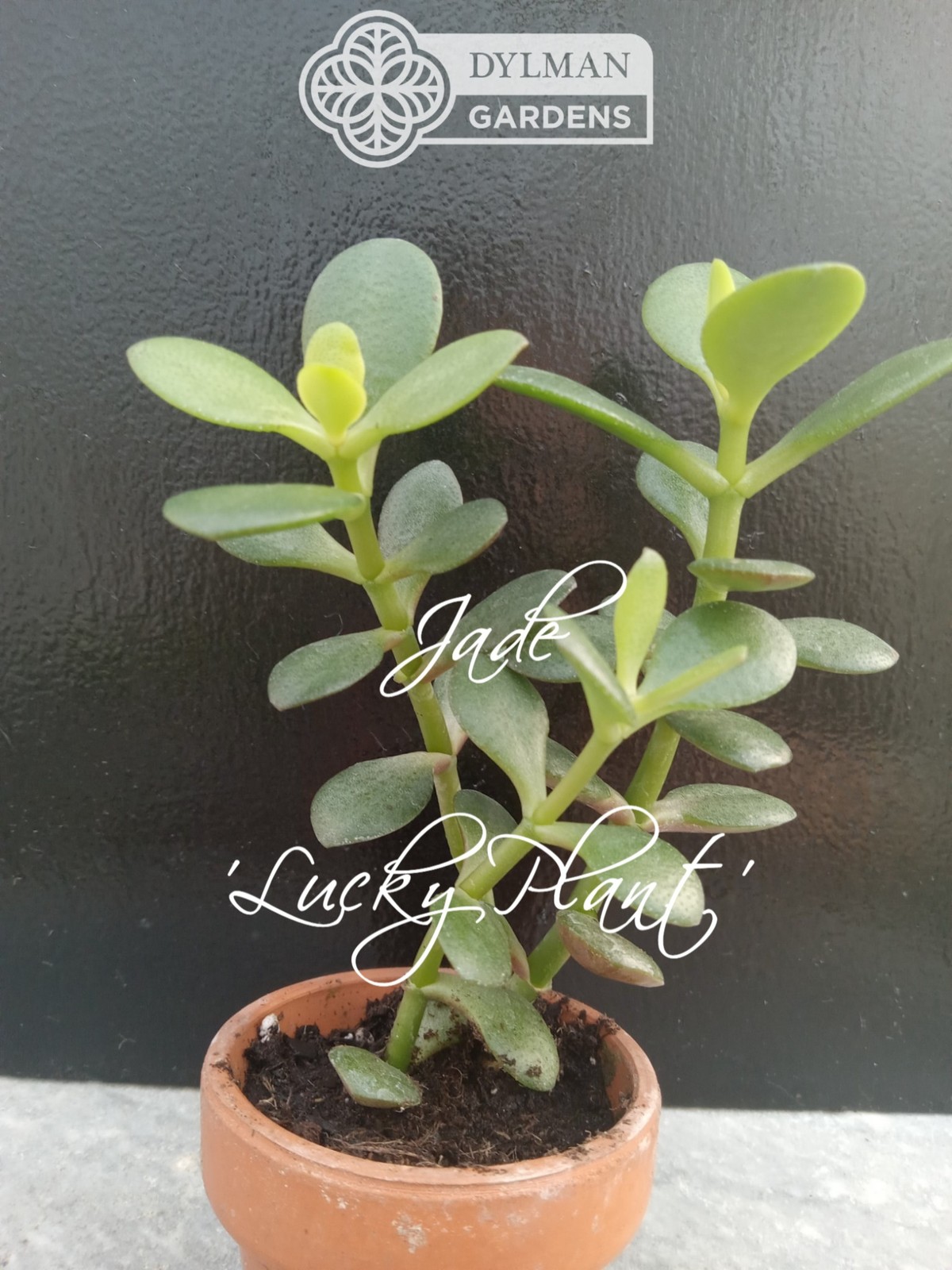 Jade Plant (Crassula Ovata) – Lucky Plant – Indoor Houseplant – Multiple Sizes
