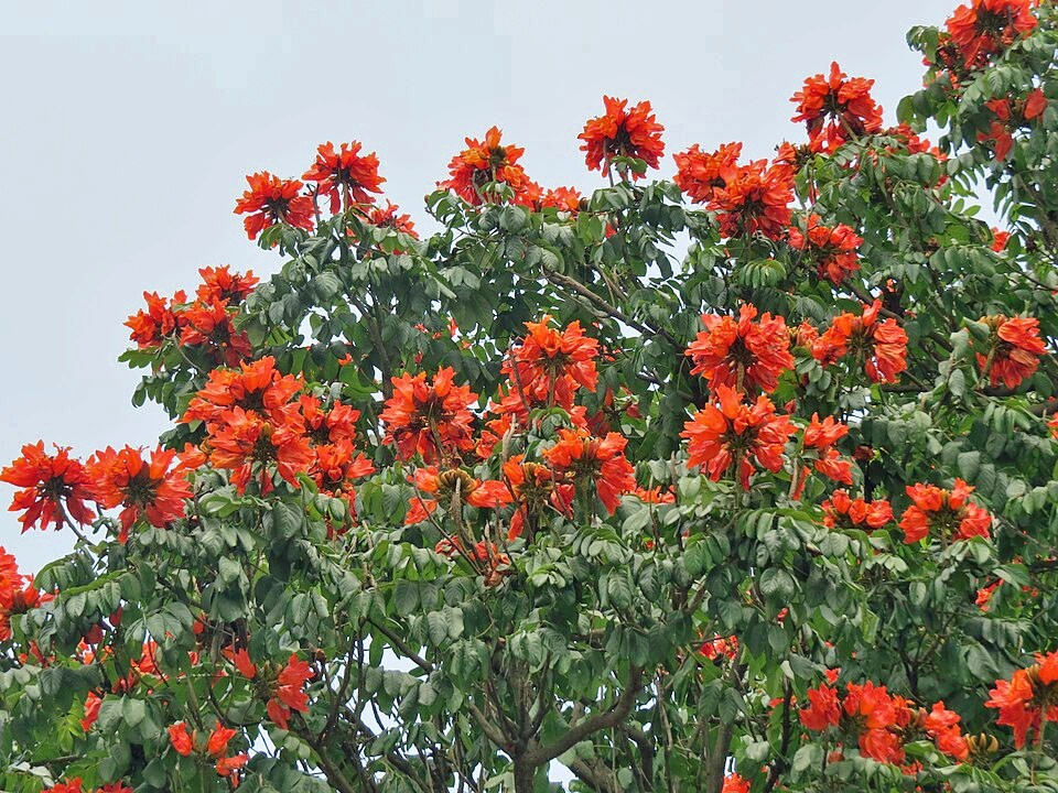 Spathodea campanulata | African Tulip Tree | 10 Seeds