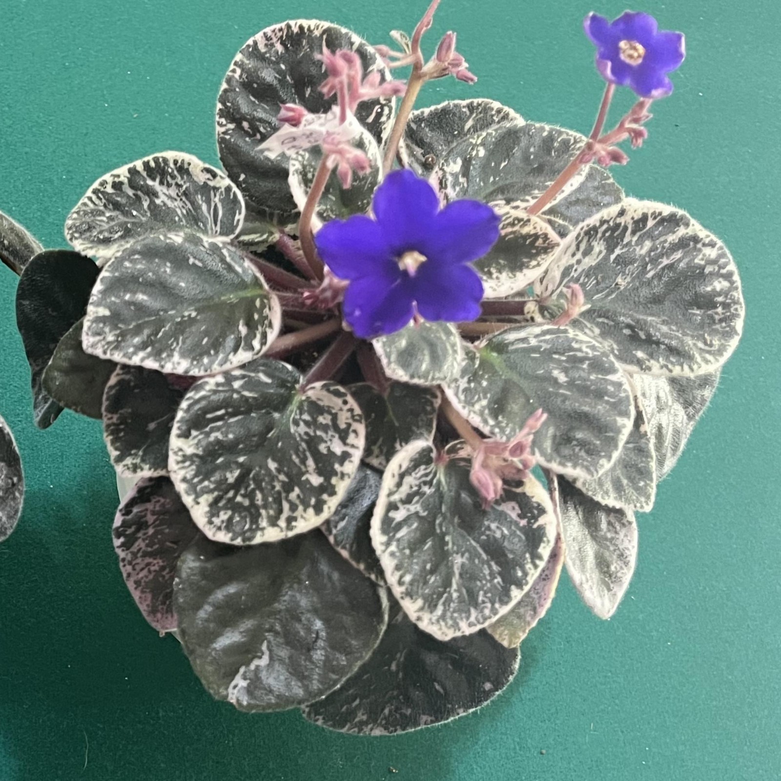Variegated African Violet Seeds 50 Plus -Mixed Colors – Genuine Saintipaulia