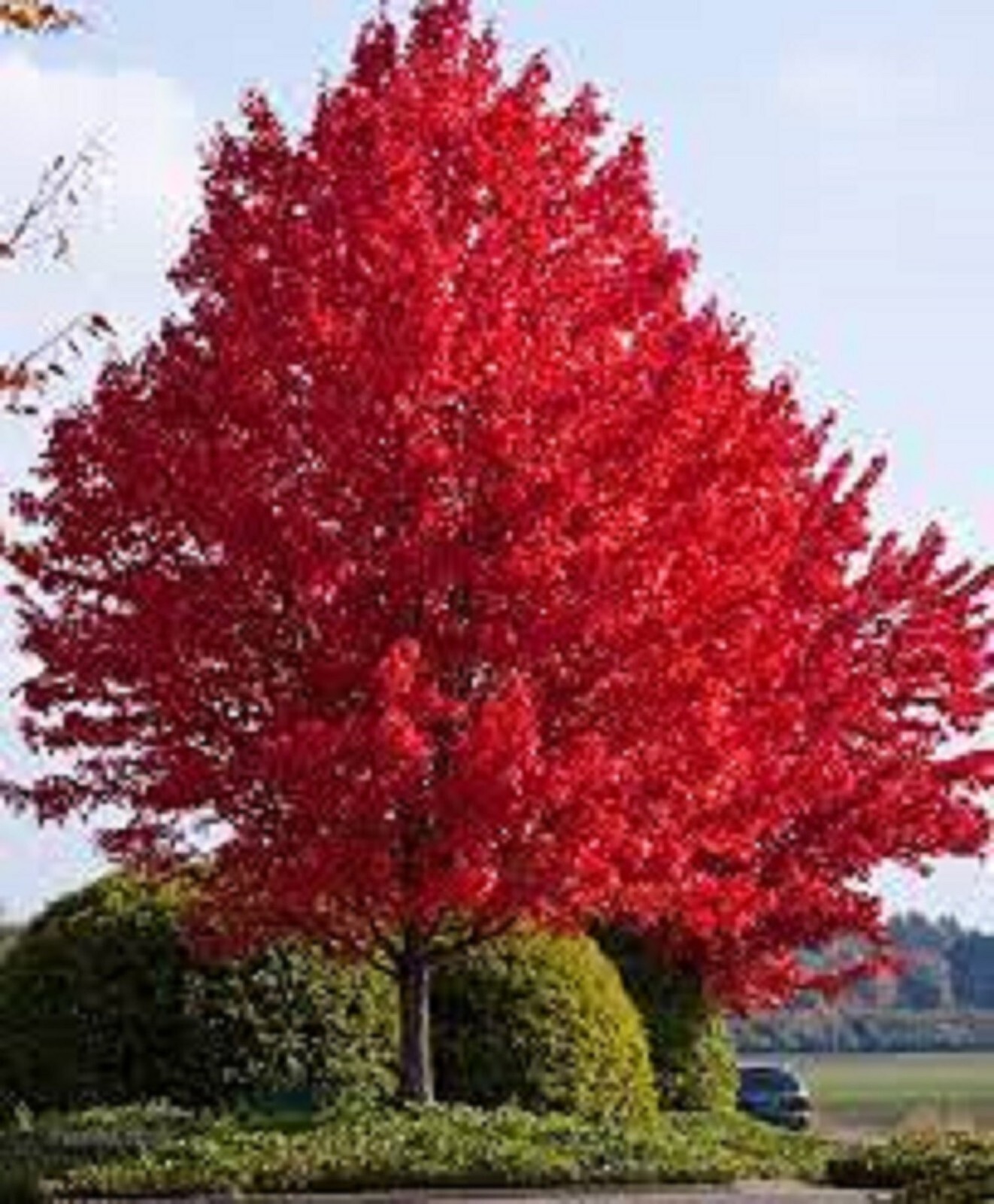 Crimson Red Maple-Bright red leaves in fall. Fast growing! 10 unrooted cuttings