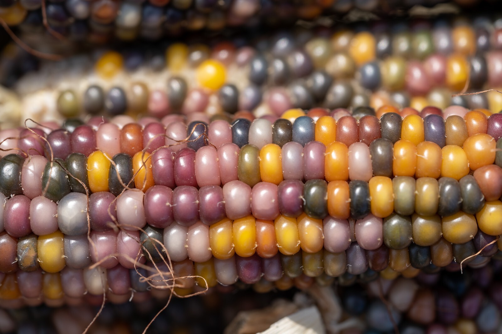 Glass Gem Corn Seed Packet Bulk Organic Non-GMO Kaleidoscopic Colors Heirlooom