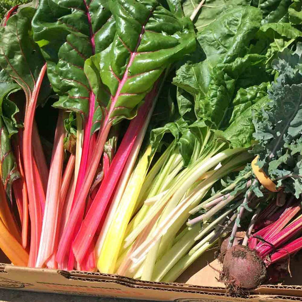 RAINBOW SWISS CHARD 50 SEEDS NON-GMO FRESH FOR GARDENS DELICIOUS