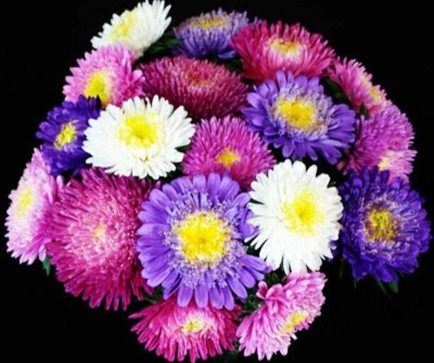 Aster, ‘Standy mix’ 25 seed