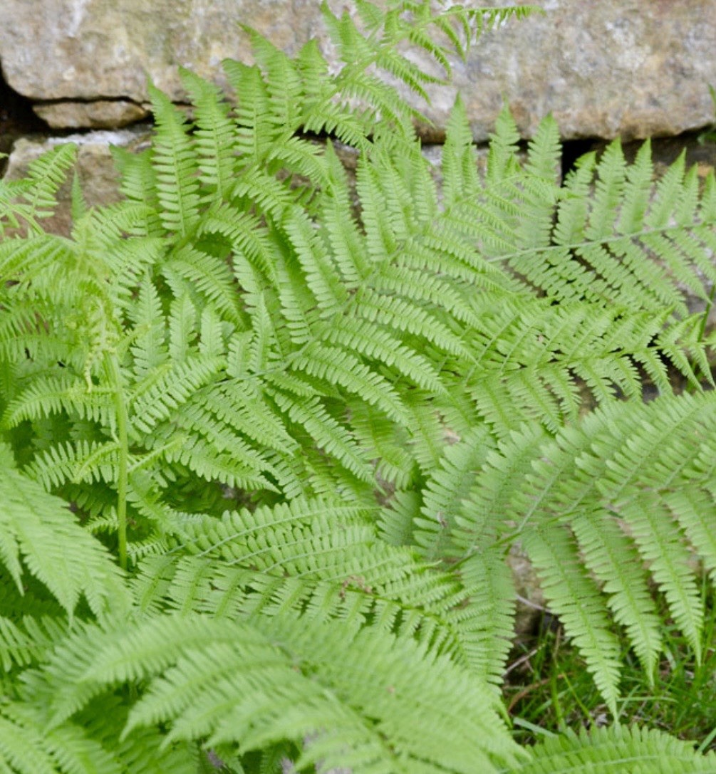 10 Lady Fern Rhizomes Live Roots Very Easy to Grow Deer Resistant Zones 3–9