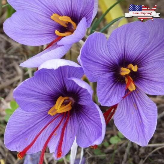 100 PCS Saffron Plant Seeds Non-GMO Perennial Saffron Crocus Seeds FAST SHIPPING
