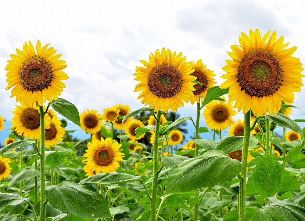 Giant Sunflower Seeds for Planting – Heirloom & Non-GMO – High Germination Seeds
