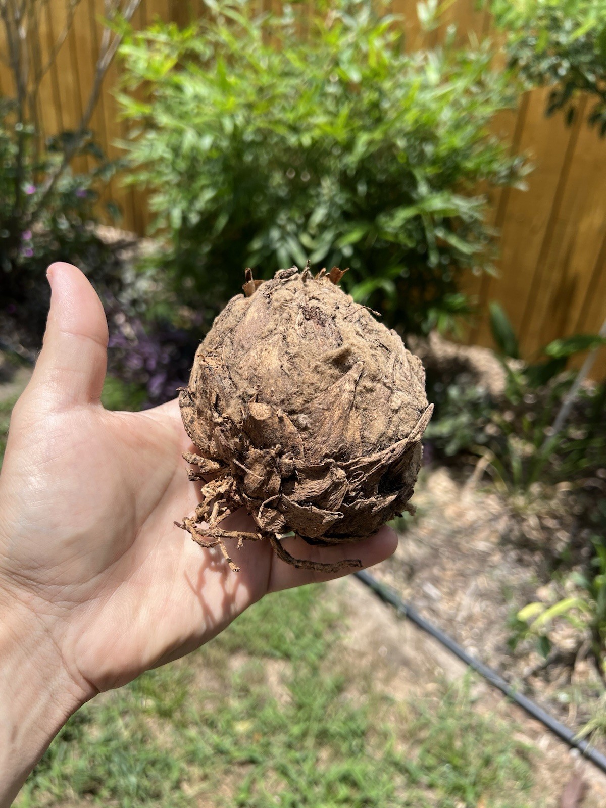 Dioon Edule Approx 4in Caudex – Hardy Mexican Cycad Lot #3