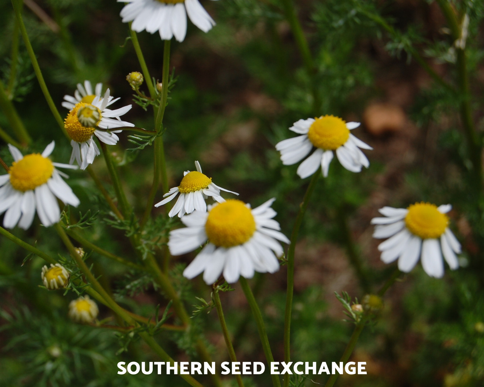 Chamomile, German – 200 Seeds – Medicinal Herb and Tea – GMO Free