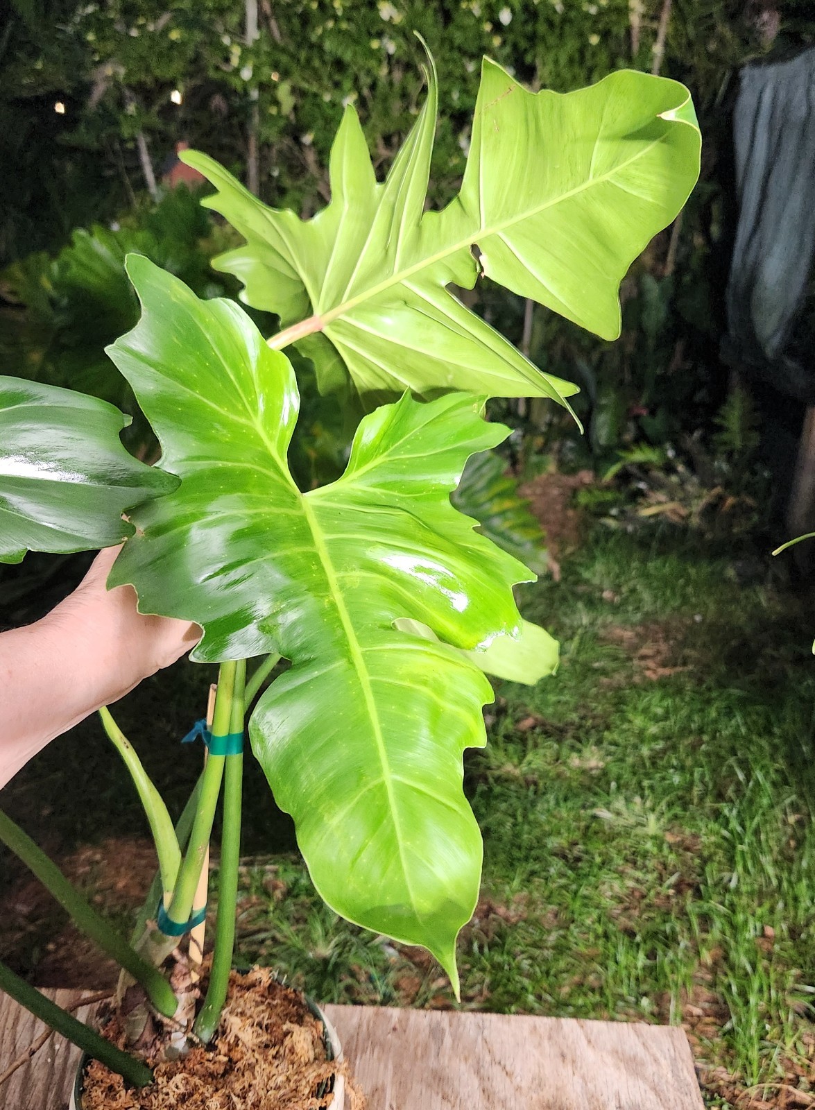 Philodendron Golden Dragon Plant 6″ Pot 23″ Tall 29″ Wide LARGE