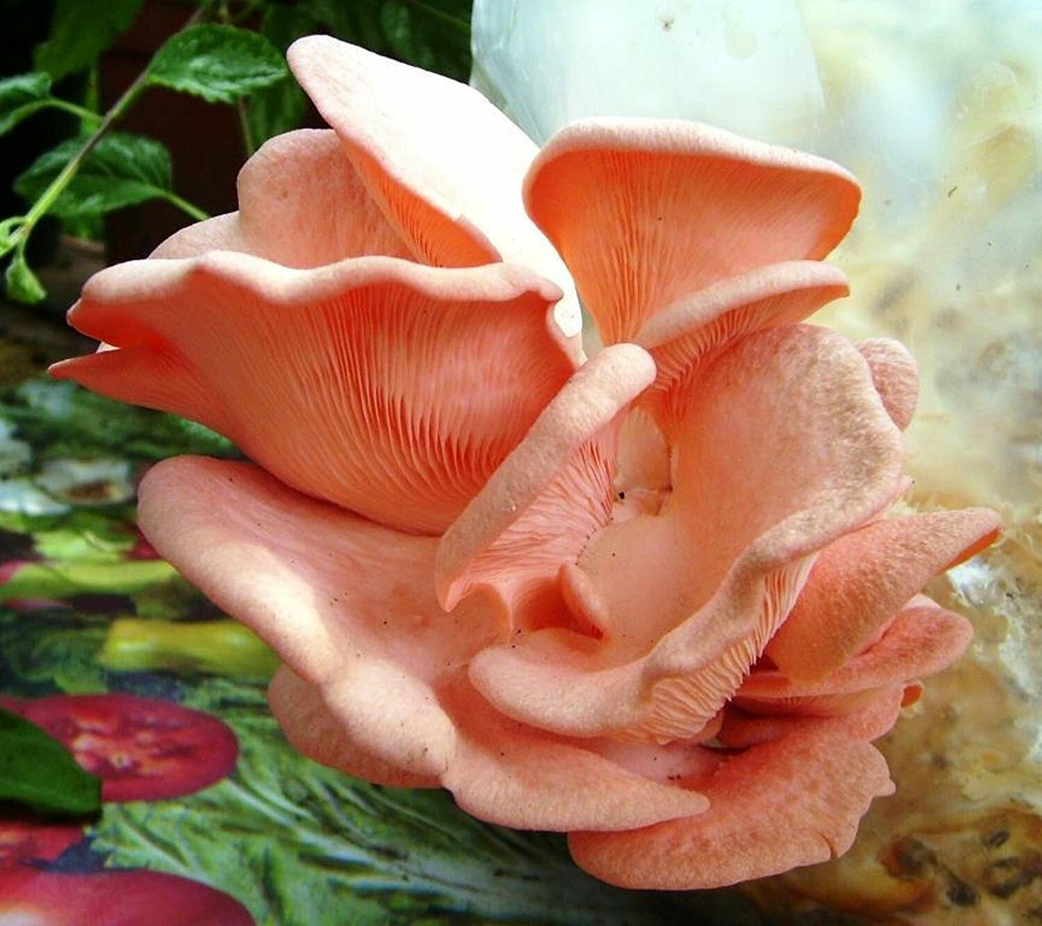 Seeds Mushroom Oyster Pink Rare Mycelium Spawn Dried Spores Organic Ukraine