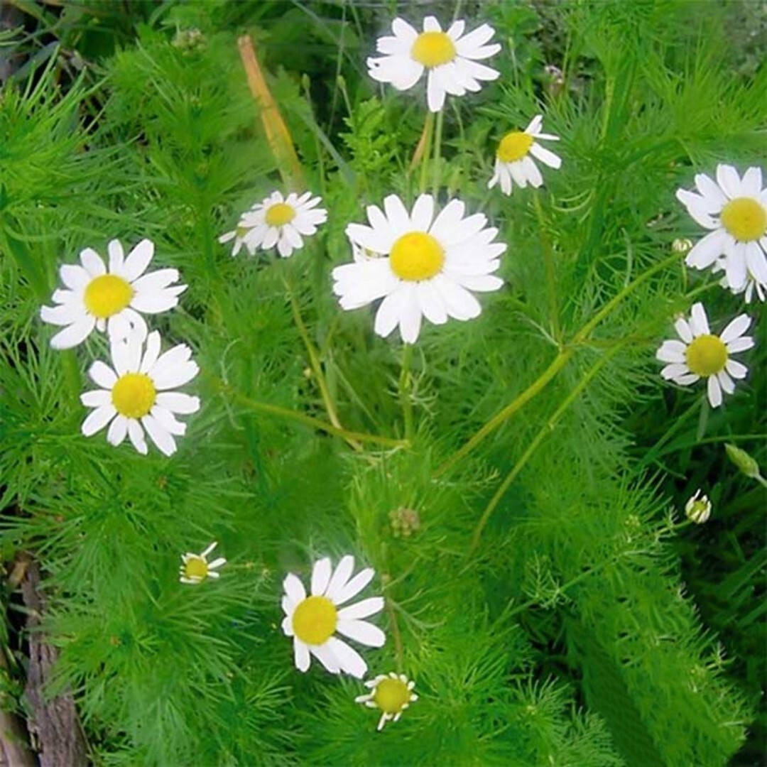 1500+ German Chamomile Seeds | NON-GMO | Heirloom | germination rate 53% |