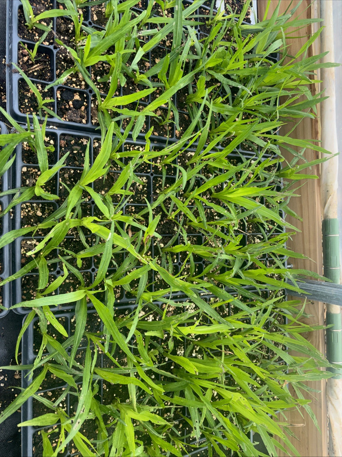 Spiked Liatris Flat Of 50 Plants – Local Pickup Only
