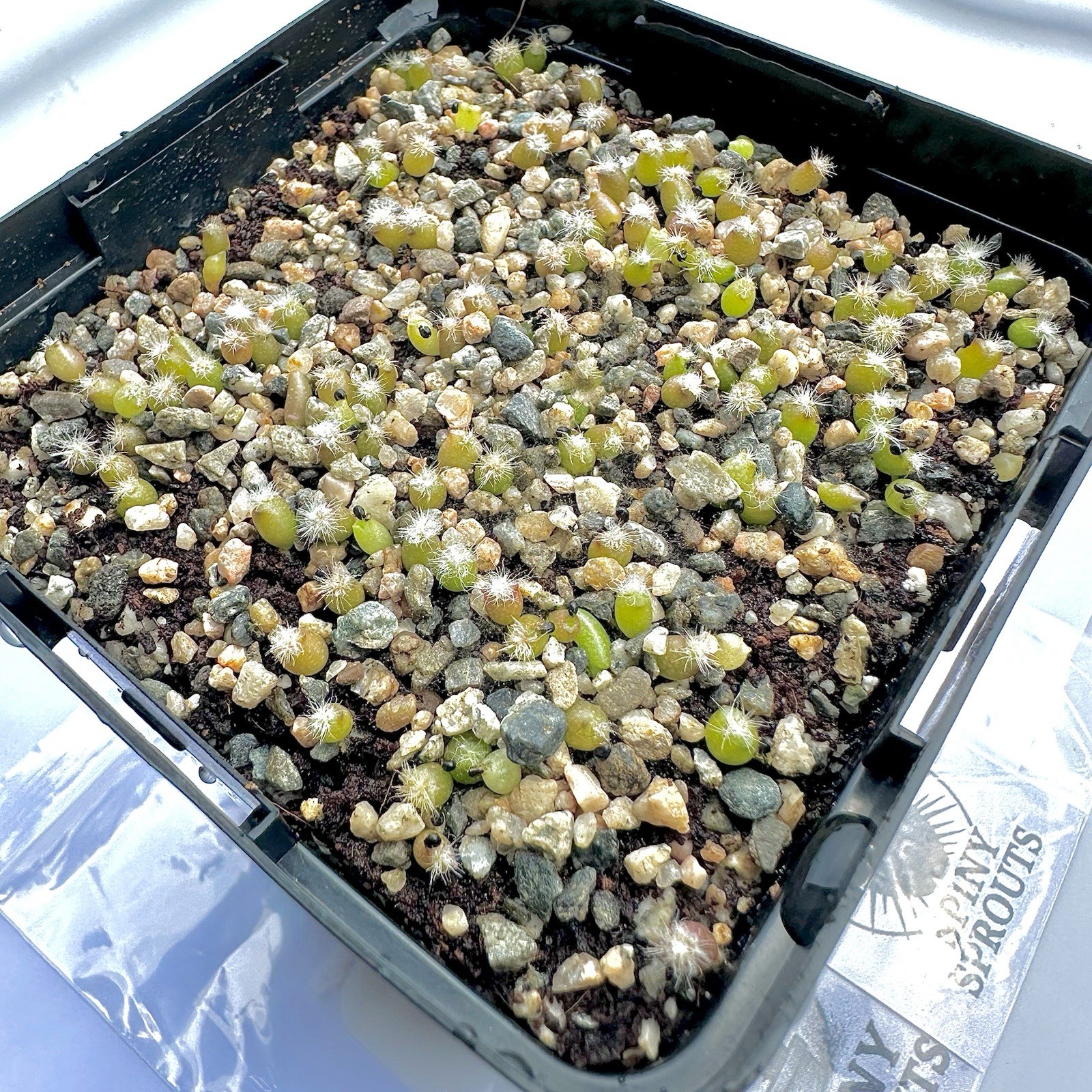Ultra Rare SEEDS Copiapoa Cinerea v.“Melanohystrix” US SELLER LIMITED RESTOCK